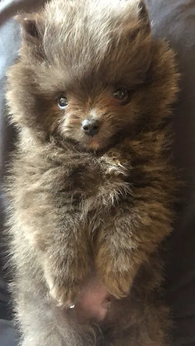 Las Vegas Puppy World Picture 1