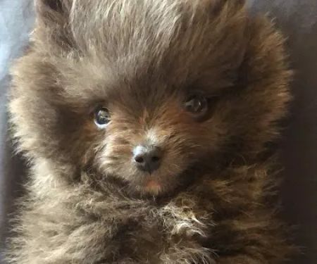 Las Vegas Puppy World