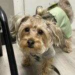 Clifton Ave Animal Hospital