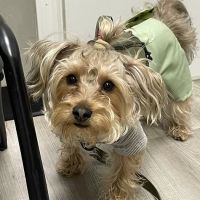 Clifton Ave Animal Hospital ico
