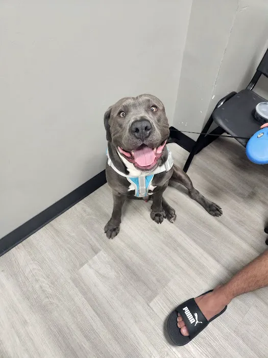 Clifton Ave Animal Hospital Picture 4