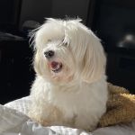 PetCure Oncology at Veterinary Radiosurgery and Imaging Center