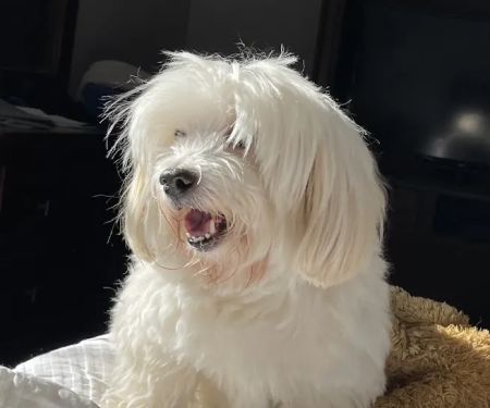 PetCure Oncology at Veterinary Radiosurgery and Imaging Center