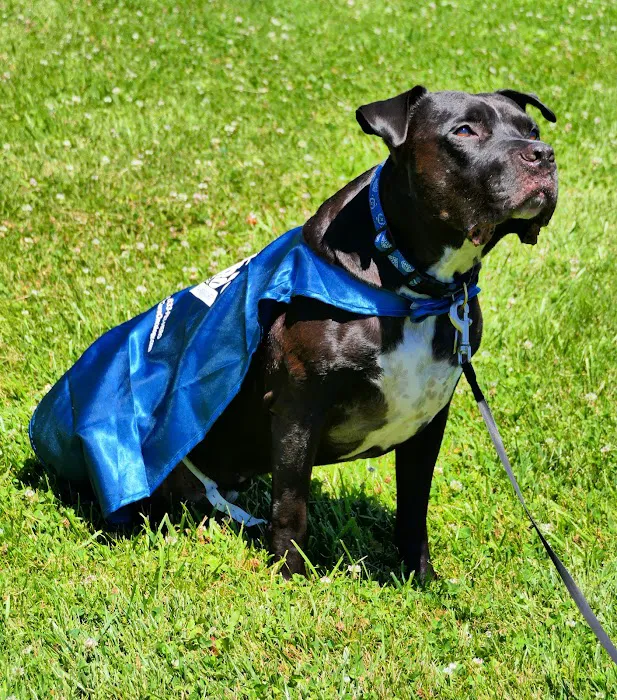 PetCure Oncology at Veterinary Radiosurgery and Imaging Center Picture 4