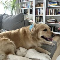 K-9 Kountry A Dog Wellness & Enrichment Center ico