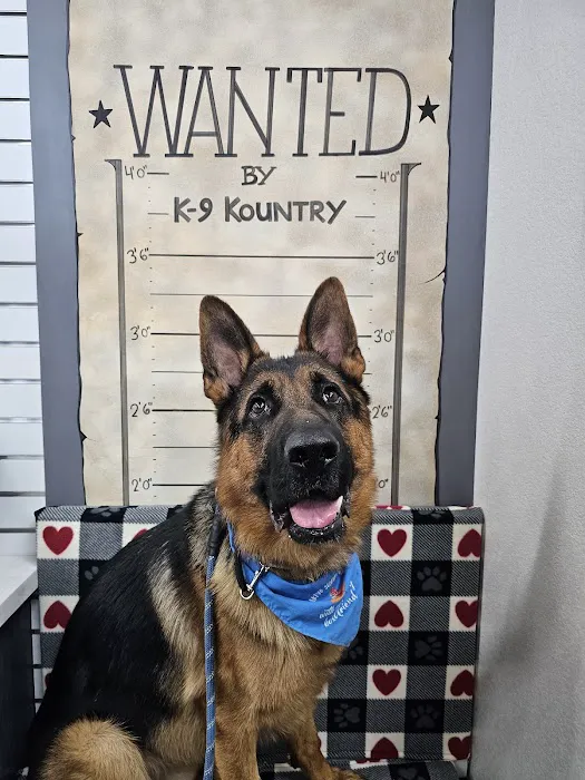 K-9 Kountry A Dog Wellness & Enrichment Center Picture 4
