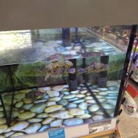 Petco ico