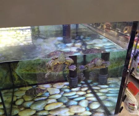 Petco