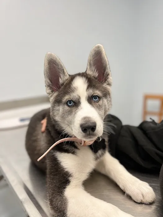 Ridge Road Animal Hospital Picture 9