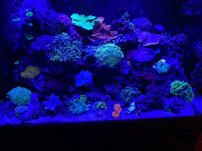 Aquarium Shine Picture 2
