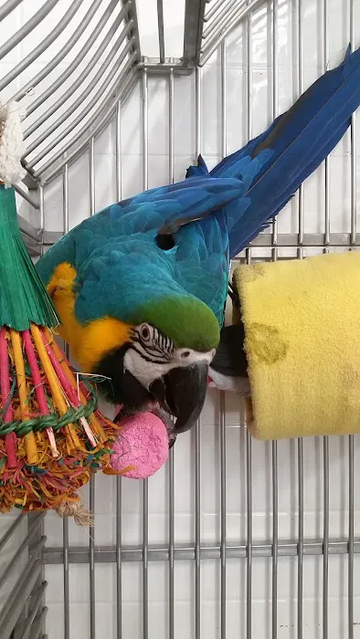 Chirping Friends Pets Picture 8