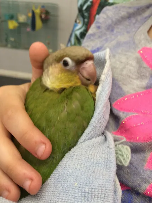 Chirping Friends Pets Picture 2