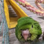 Chirping Friends Pets