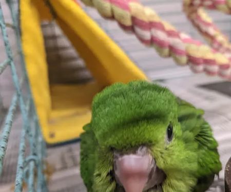 Chirping Friends Pets