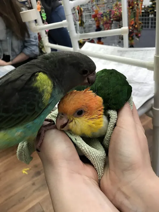 Chirping Friends Pets Picture 3