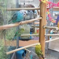 Petco ico
