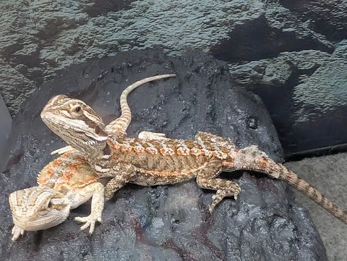 Petco Picture 6
