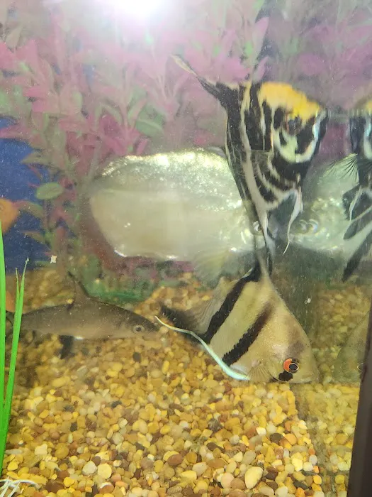 Michigan Aquarium Services Picture 5