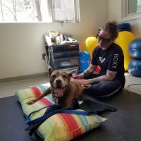 Valley Animal Hospital ico