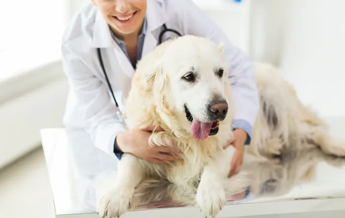 Valley Animal Hospital Picture 6