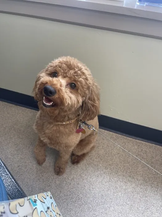 North Haledon Veterinary Care Picture 2