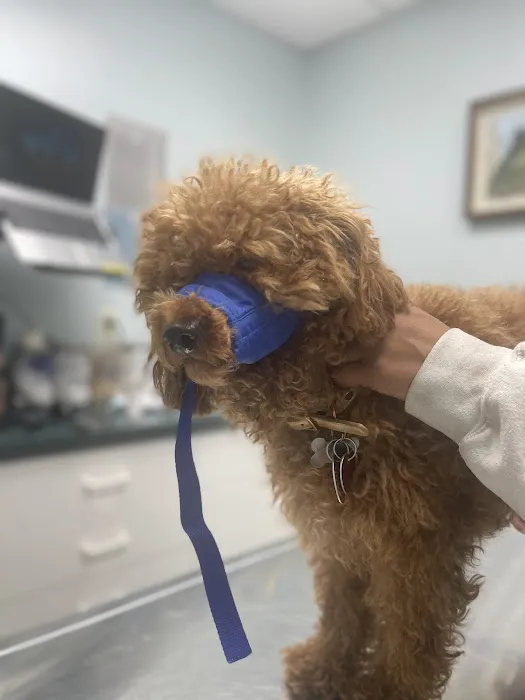 North Haledon Veterinary Care Picture 5