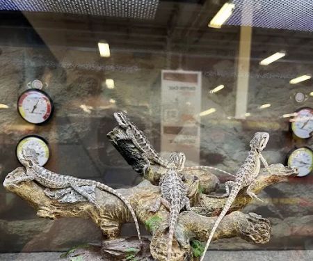 Petco