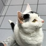 Sayrebrook Veterinary Hospital