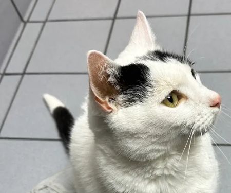 Sayrebrook Veterinary Hospital