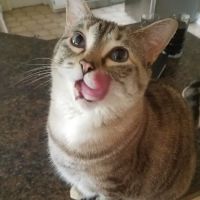 Just Cats Veterinary Care ico
