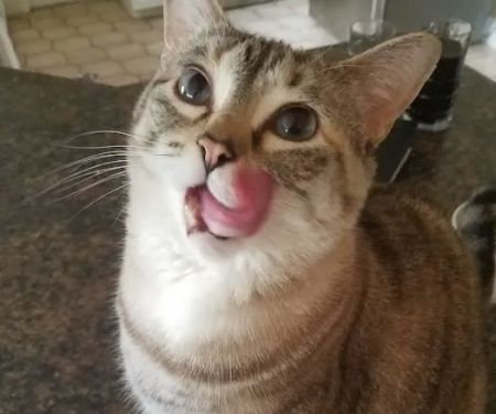 Just Cats Veterinary Care