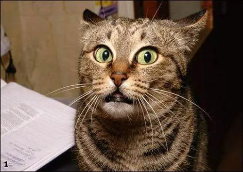 Just Cats Veterinary Care Picture 3