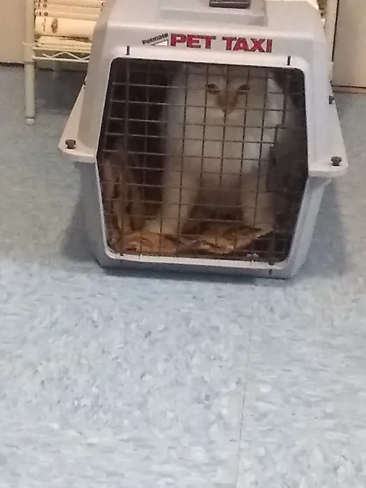 Just Cats Veterinary Care Picture 5
