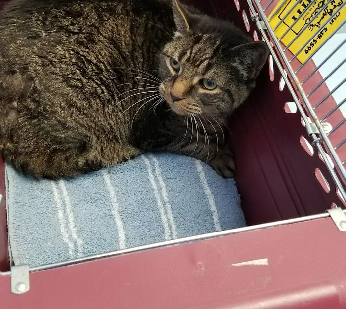 Just Cats Veterinary Care Picture 7