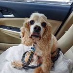 Amboy Avenue Animal Hospital