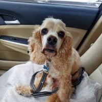 Amboy Avenue Animal Hospital ico