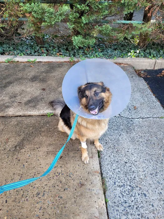 Amboy Avenue Animal Hospital Picture 5
