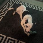 Vetco Vaccination Clinic