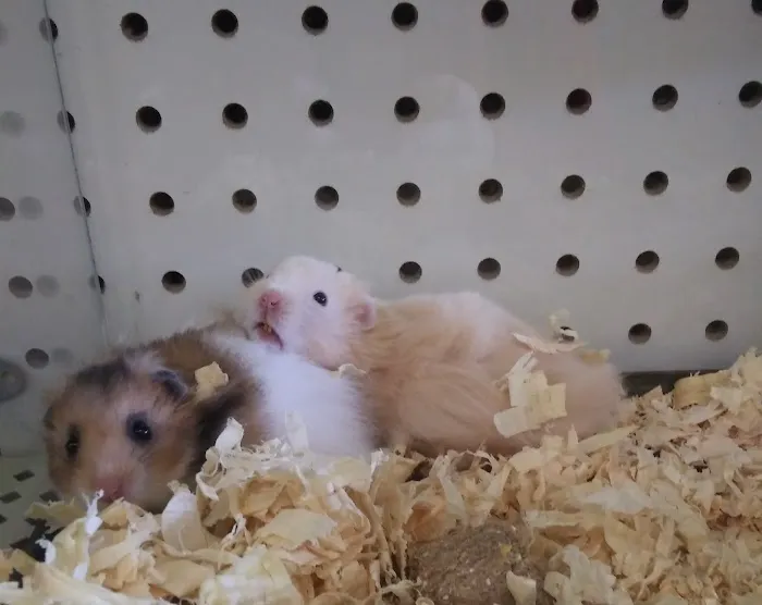 Pet Haven Picture 2