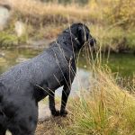 Hello Ralphie New Jersey Online Veterinarian