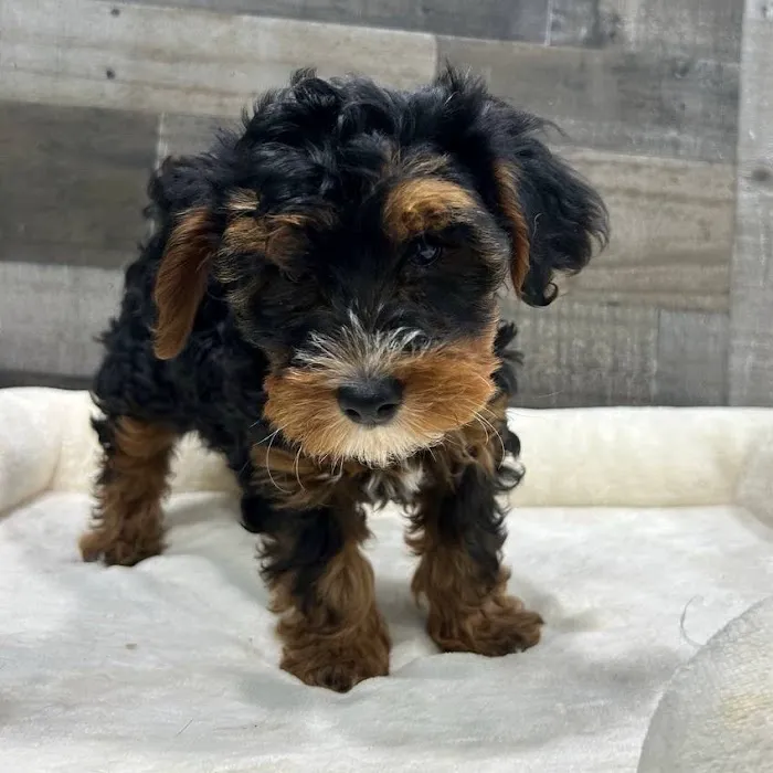 The Family Puppy At Oakland Mall Picture 3