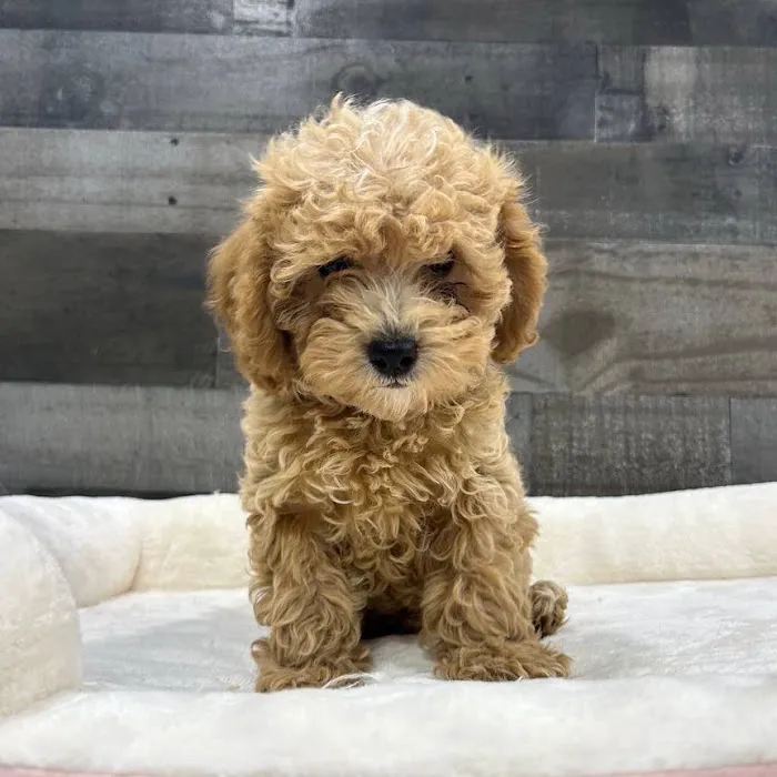 The Family Puppy At Oakland Mall Picture 5