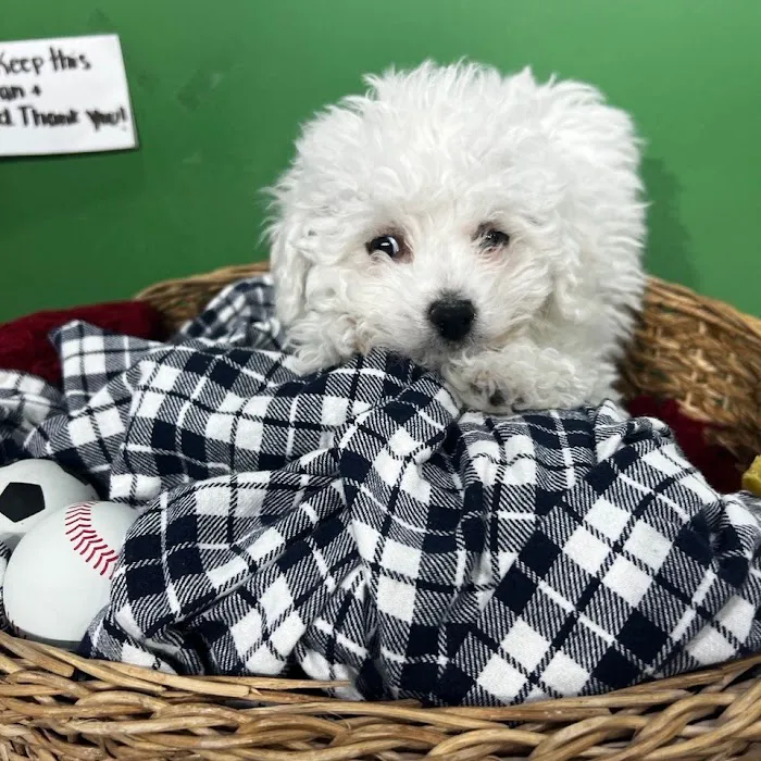 The Family Puppy At Oakland Mall Picture 10