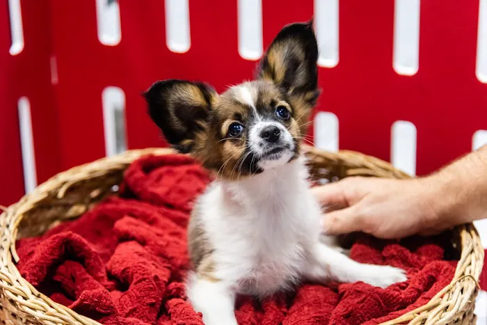 The Family Puppy At Oakland Mall Picture 2