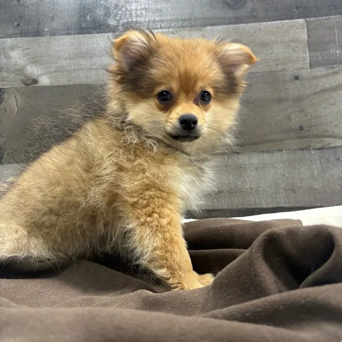The Family Puppy At Oakland Mall Picture 4