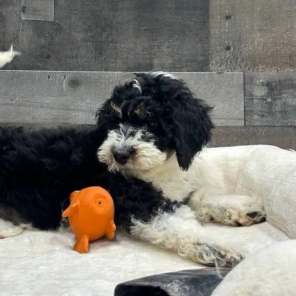 The Family Puppy At Oakland Mall Picture 7