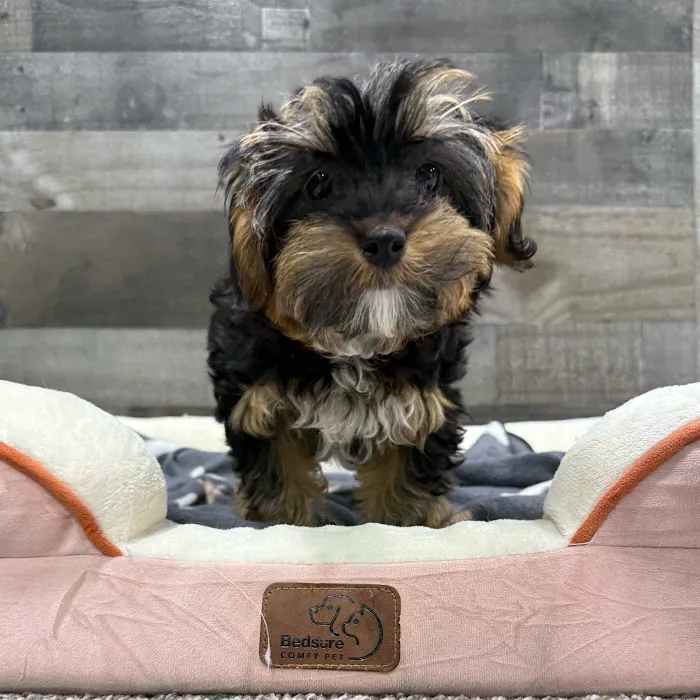 The Family Puppy At Oakland Mall Picture 6