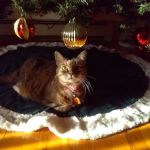 Banfield Pet Hospital