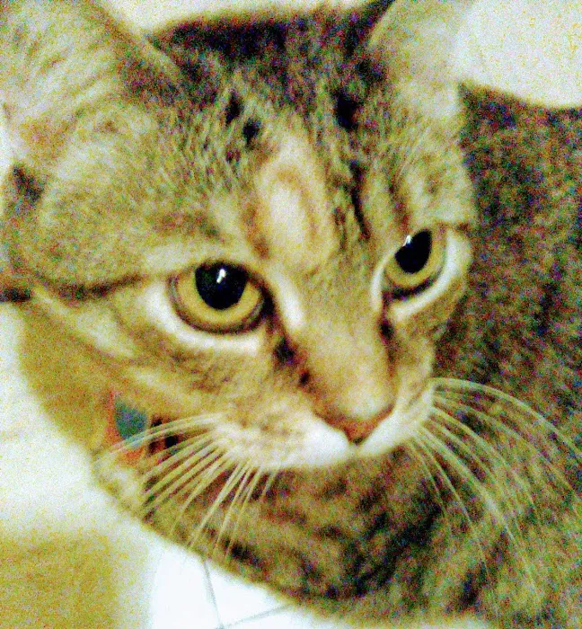 Banfield Pet Hospital Picture 3