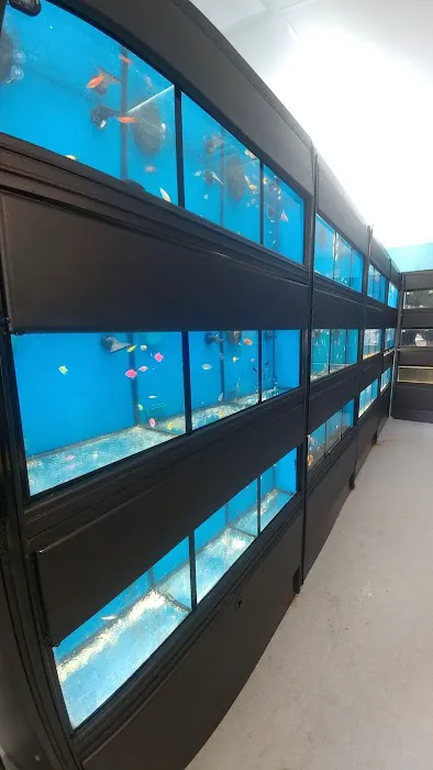 Atlantis Fish Shoppe Picture 8
